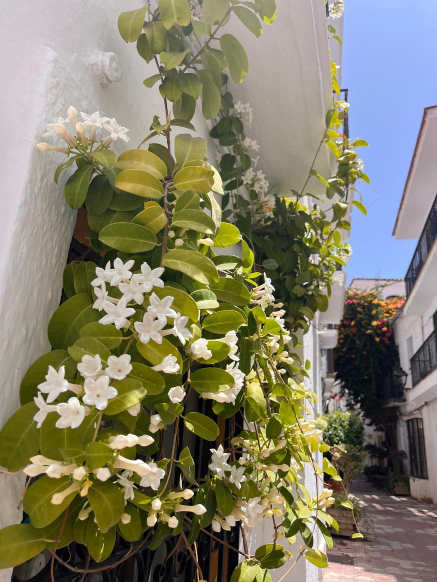 Hostal Enriqueta Marbella Zewnętrze zdjęcie